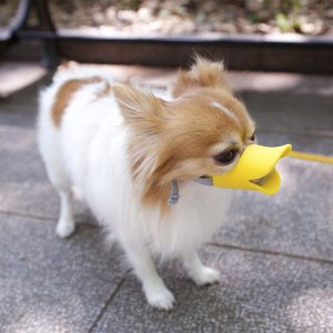 quack-muzzle